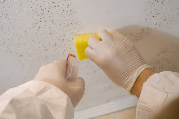 Reliable Centerville, SC Mold Removal Solutions